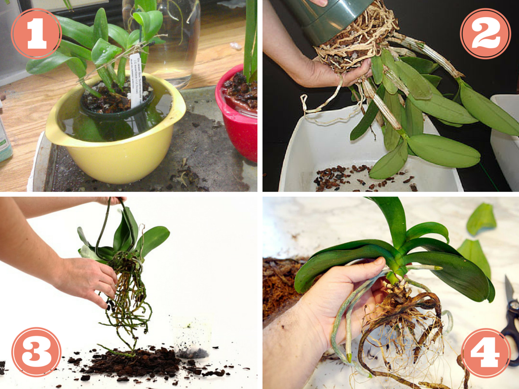 planter une orchidee coupee