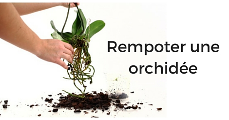 planter une orchidee en pleine terre