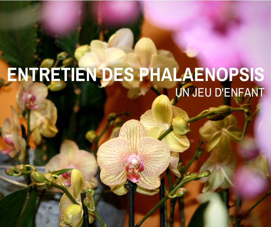 L'entretien de votre Phalaenopsis (Orchidée papillon) - Gauthier fleurs et  jardin