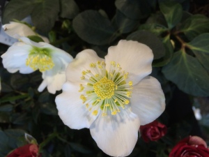 Fleur blanche et étamine jaune de la rose de Noël