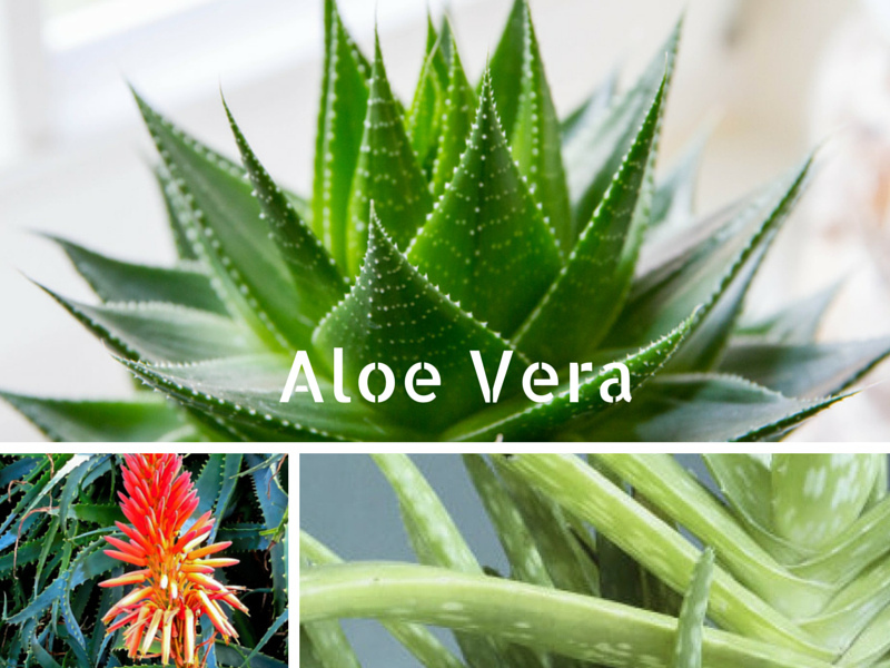 Aloe Vera