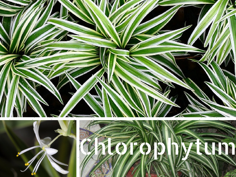 Facile d'entretien, le Chlorophytum comosum est une plante verte purifiante, parfaite dans une chambre ou un bureau