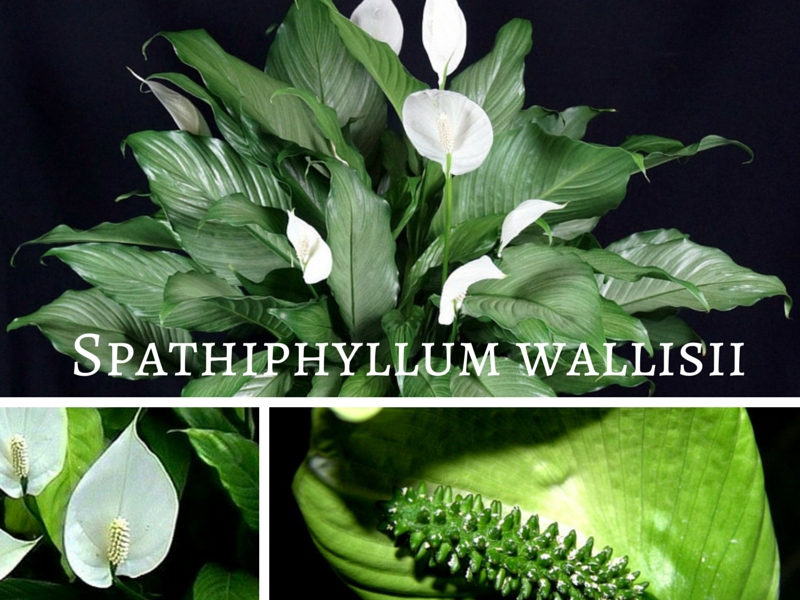 Spathiphyllum wallisii