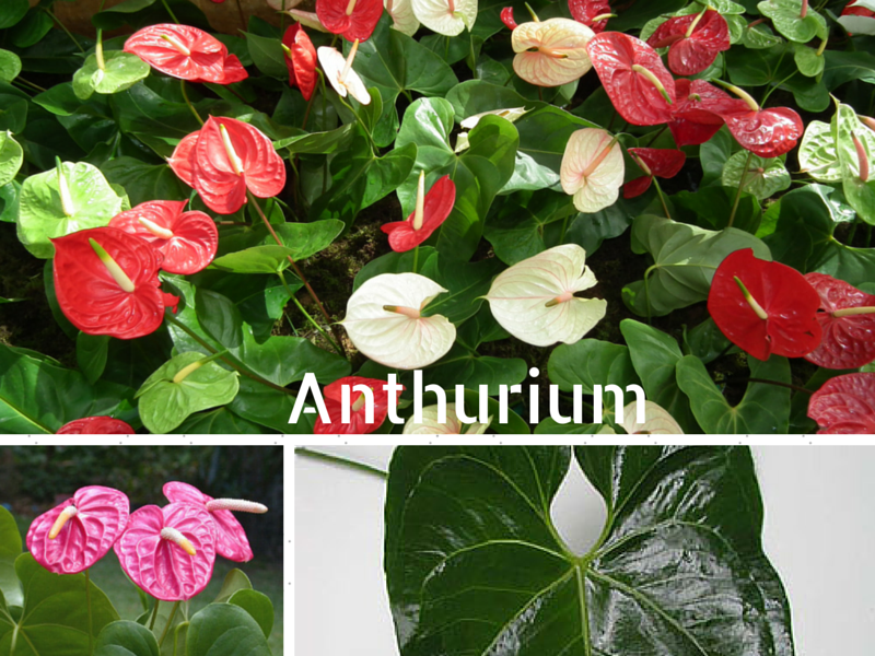 anthurium scherzerianum