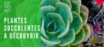 5 plantes grasses et succulentes à découvrir