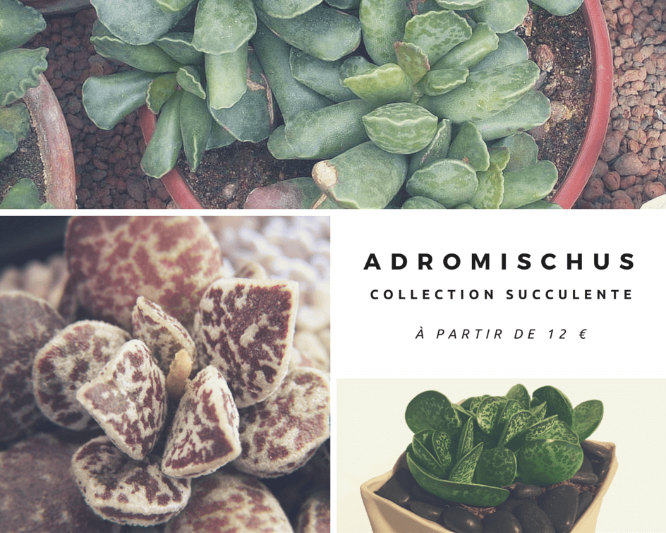 adromischus