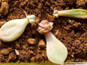 bouturage de crassula