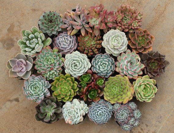 composition de plantes succulentes