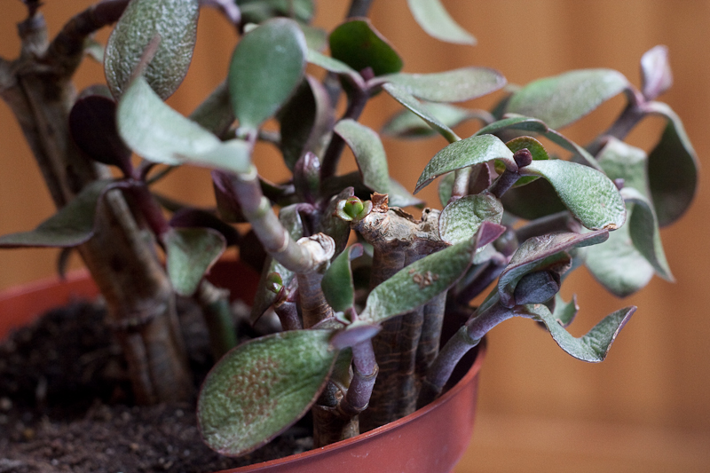 crassula manquant d'eau