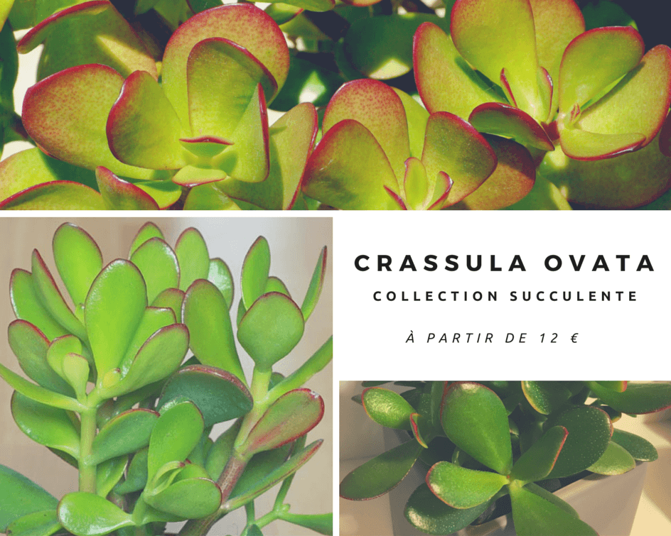 crassula ovata