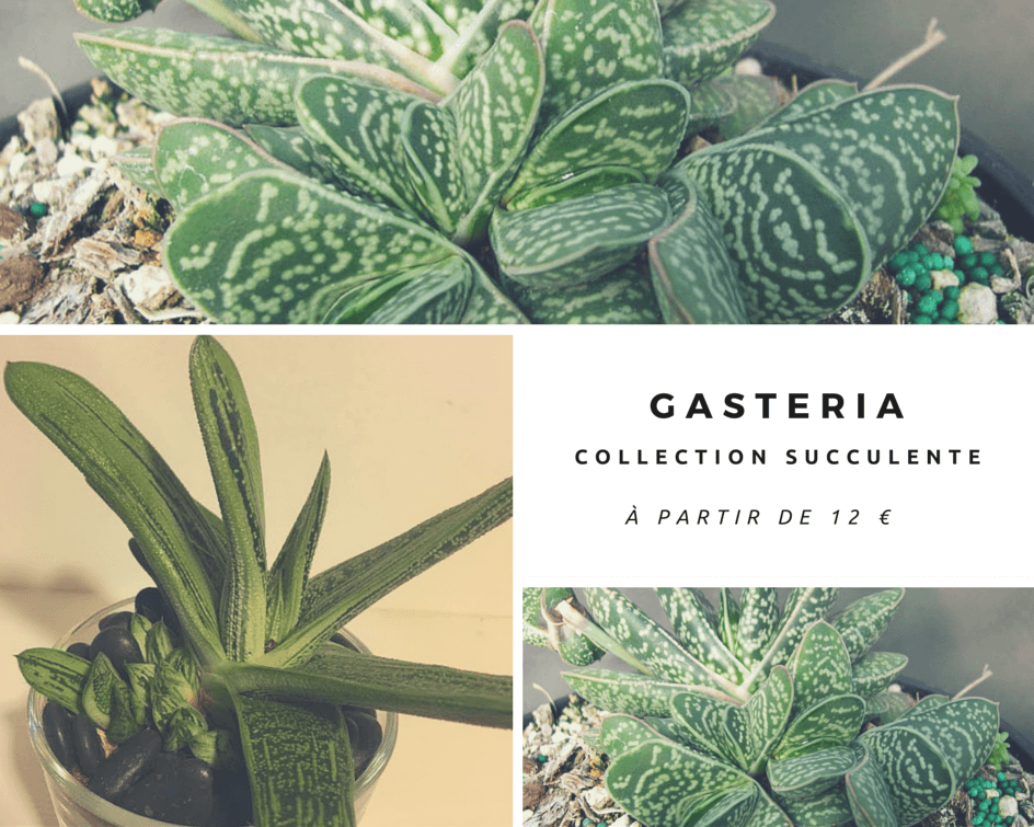 gasteria