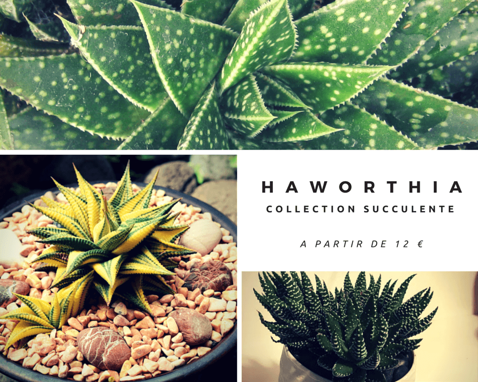 haworthia