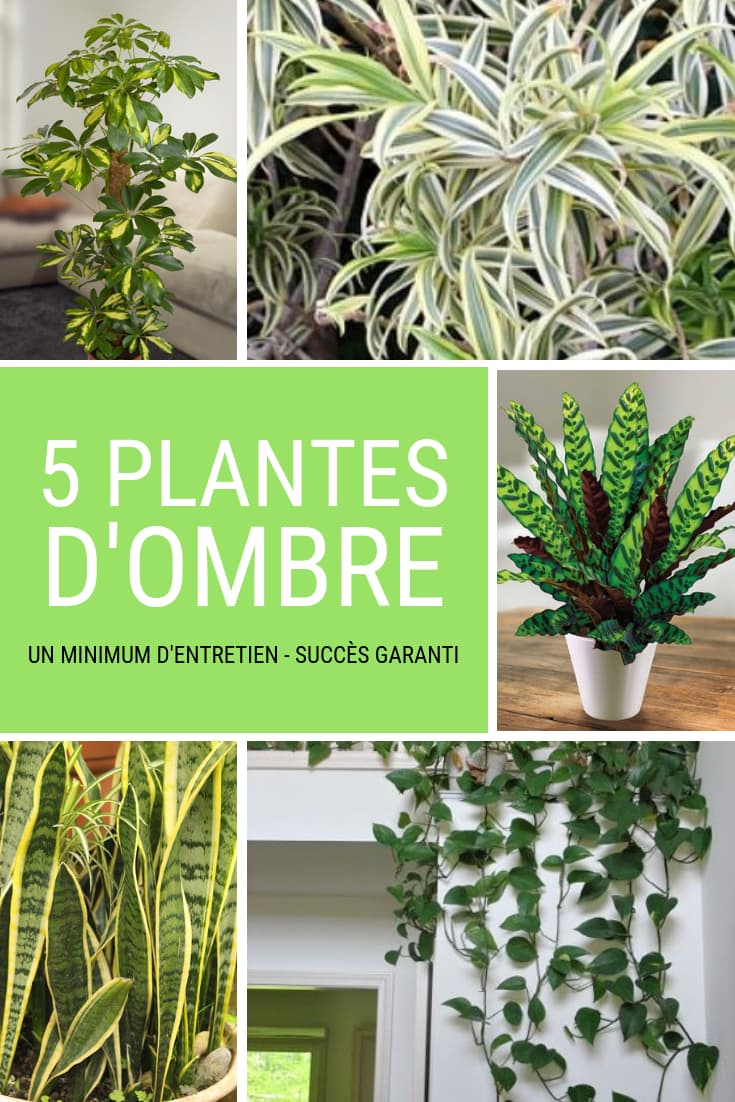 5 plantes vertes d'ombre pour l'intérieur