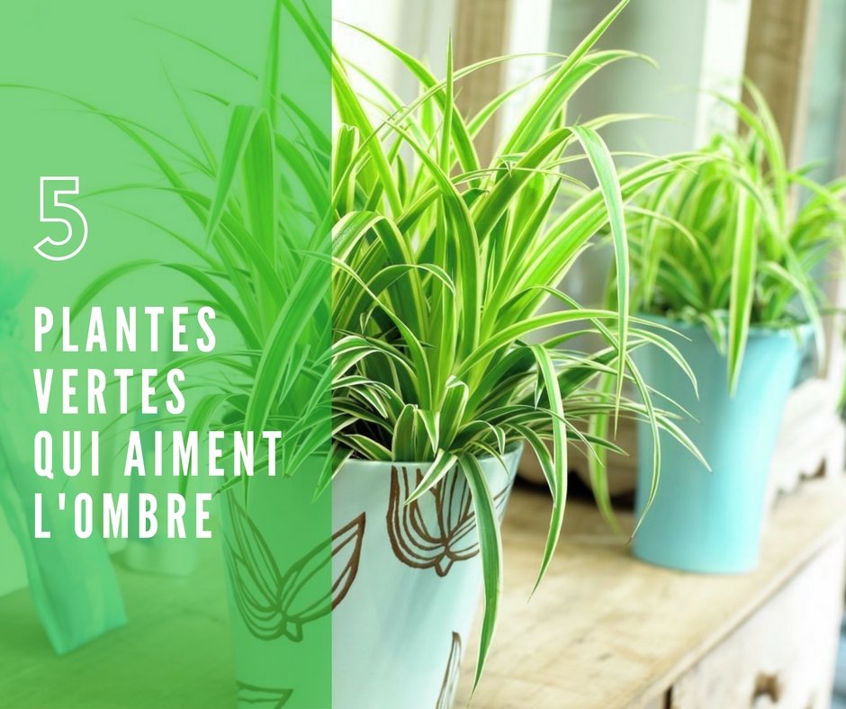 Plantes d'intérieur pour l'ombre