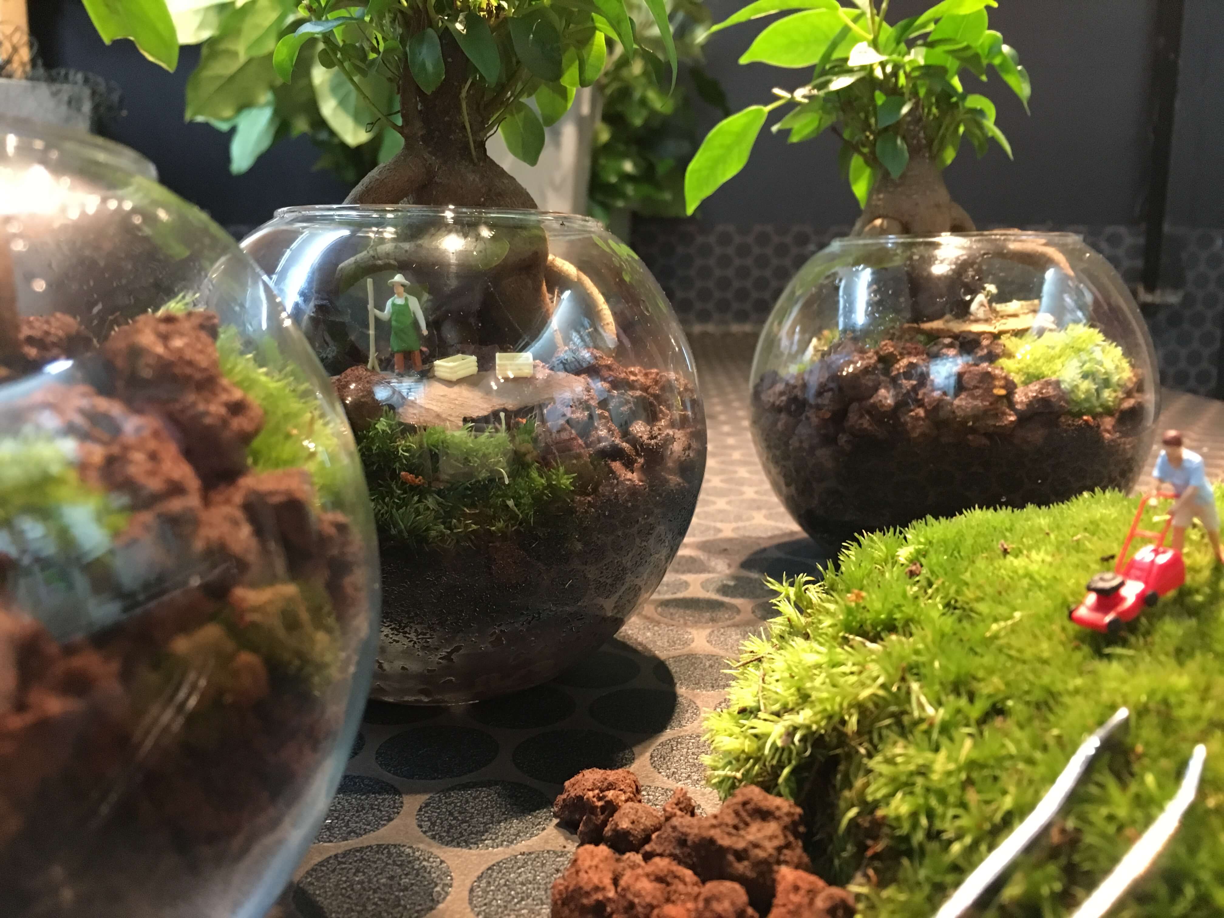 Un terrarium de plantes pour un jardin en bocal en parfaite autonomie