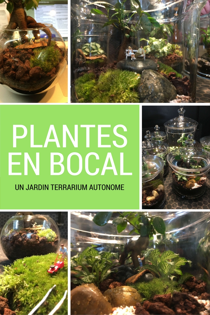 Composition de plantes en bocal ou plantes en terrarium