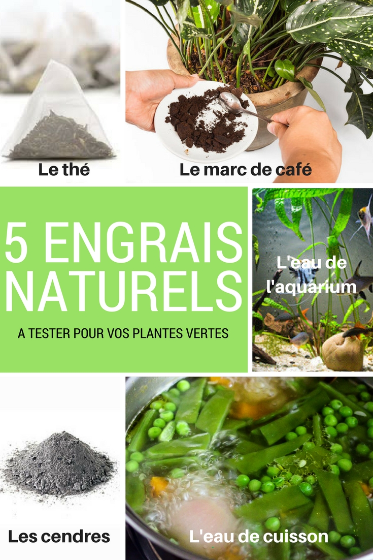 Engrais pour plantes d'intérieur : engrais tout usage prêt à l'emploi pour  plantes d'intérieur. 8 onces liquides. Idéal pour vos nids, lys de paix