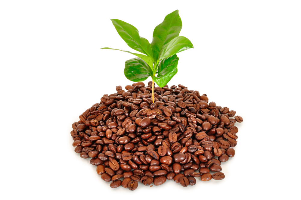 Image Result For Coffee Groundsas Fertilizer 5 engrais naturels pour plantes Coffee Groundsas Fertilizer