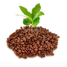 le marc de café, un fertilisant naturel